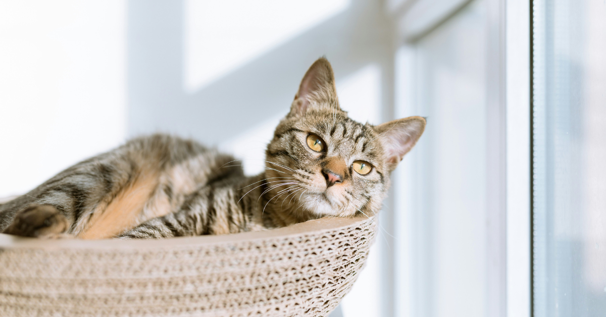 A brown tabby cat lays at the top of a cat tree, staring off into the distance 