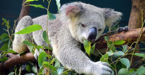 what is an endemic species