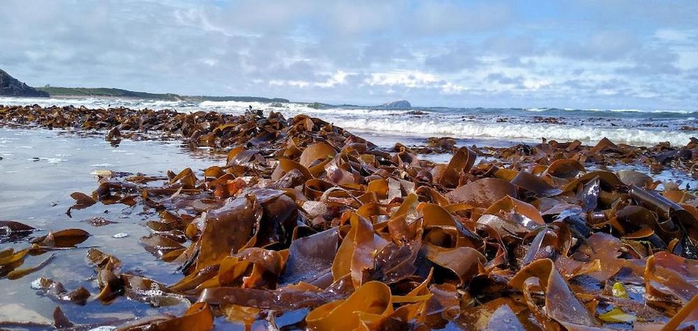 A close up of seaweed on a beach during the day.