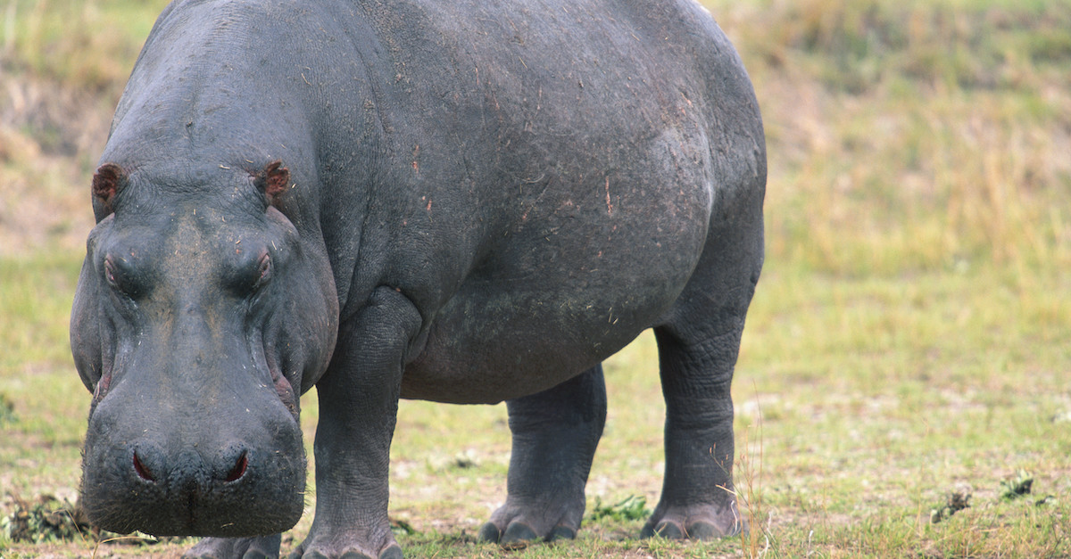 Hippos Colombia