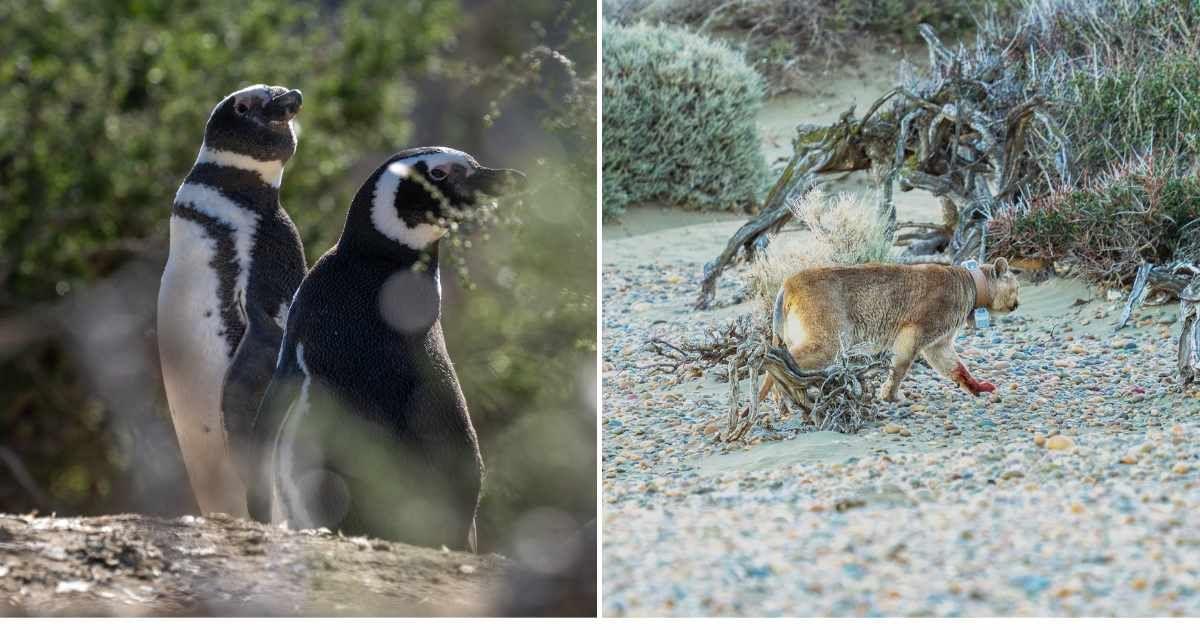 (L) A couple of adult Magellanic penguins in Patagonia. (R) An adult puma approaches the penguin nesting area. (Cover Image Source: University of Oxford/Joel Reyero 2024)