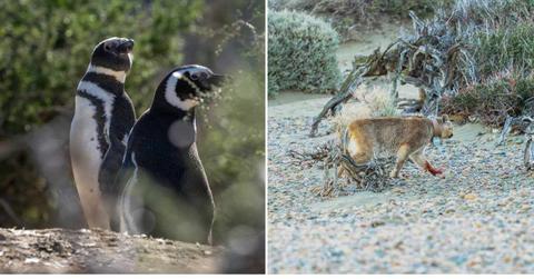 (L) A couple of adult Magellanic penguins in Patagonia. (R) An adult puma approaches the penguin nesting area. (Cover Image Source: University of Oxford/Joel Reyero 2024)