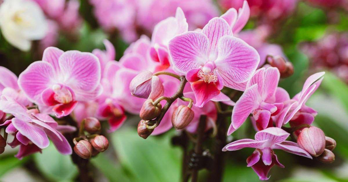Beautiful pink orchid flowers in their full bloom in a garden.  (Representative Cover Image Source: Getty Images | Elena Medoks)