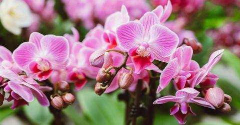 Beautiful pink orchid flowers in their full bloom in a garden. (Representative Cover Image Source: Getty Images | Elena Medoks)