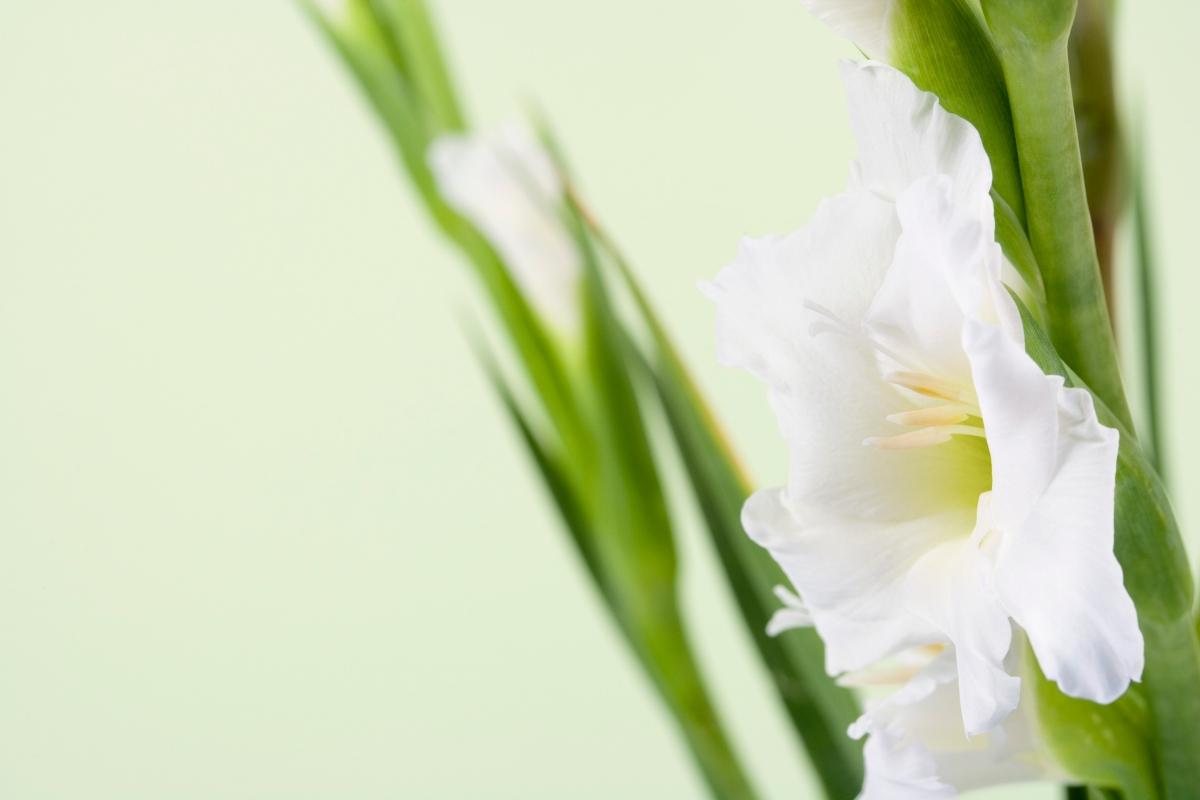 Close-up of white gladiolus.