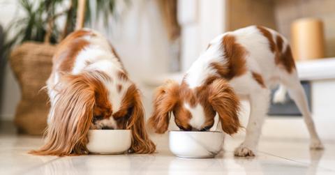 Two Cavalier King Charles Spaniel eating from bowls.