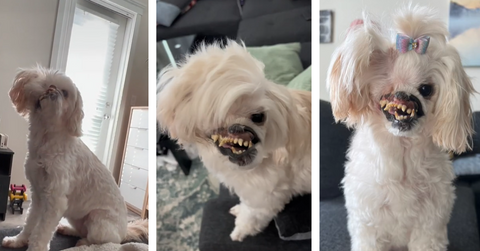 Mugsy the dog smiling for the camera