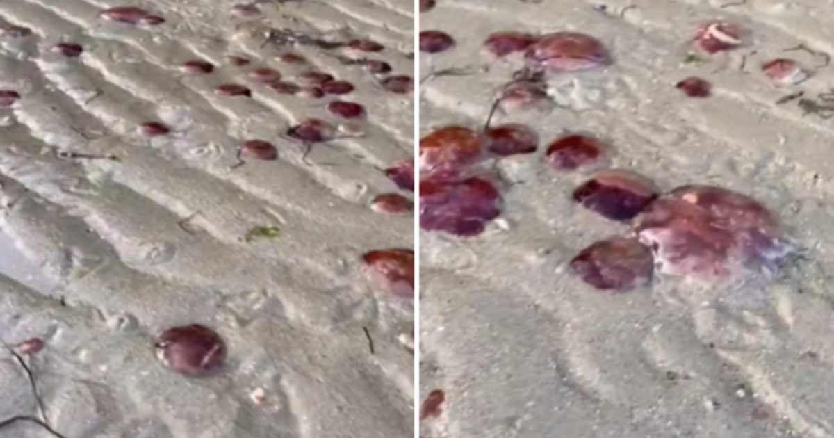 A swarm of red stinging jellyfish on the Australian beaches. (Cover Image Source: Facebook | Bayside City Council, Victoria)