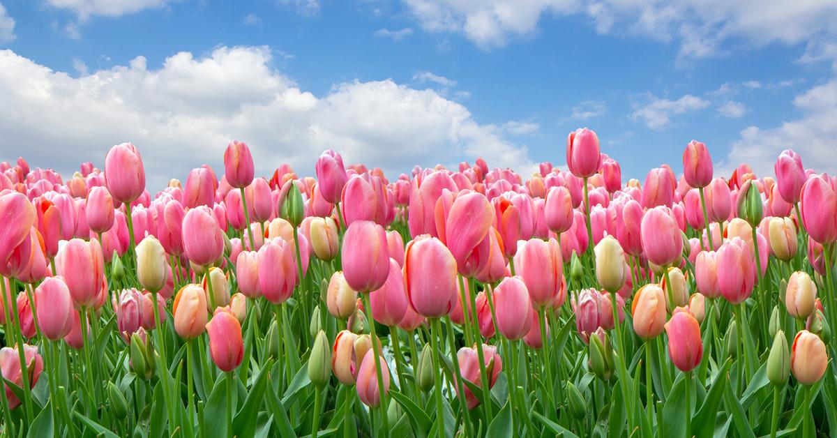 Are tulips toxic to hot sale dogs