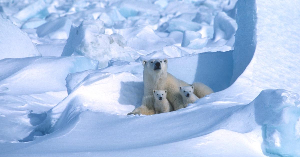 Mother polar bear and two small cubs in the snow