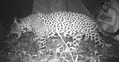 Paul Rosolie in Amazon jungle having an encounter with a jaguar as captured by a camera trap (Cover Image Source: Instagram | @paulrosolie)