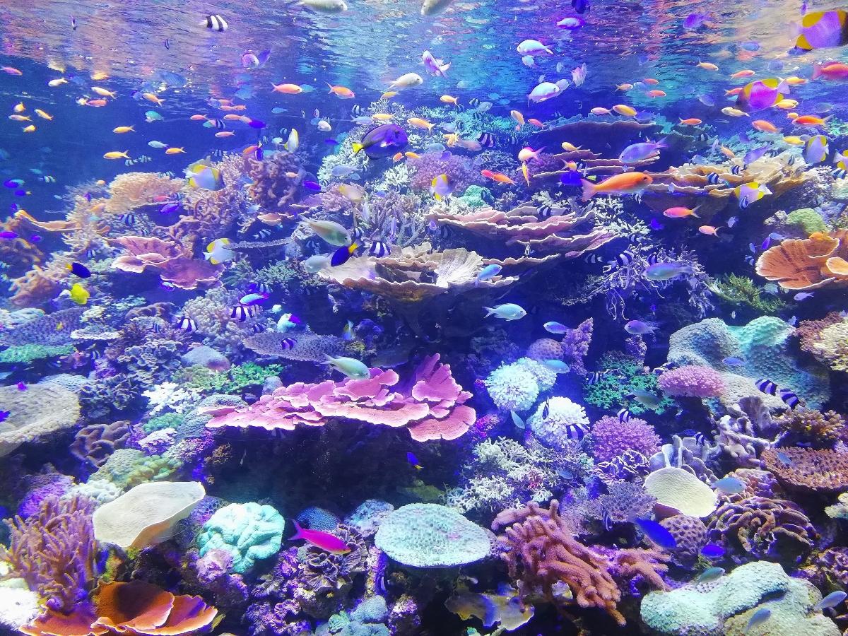 coral reefs with a wide array of fish and marine life