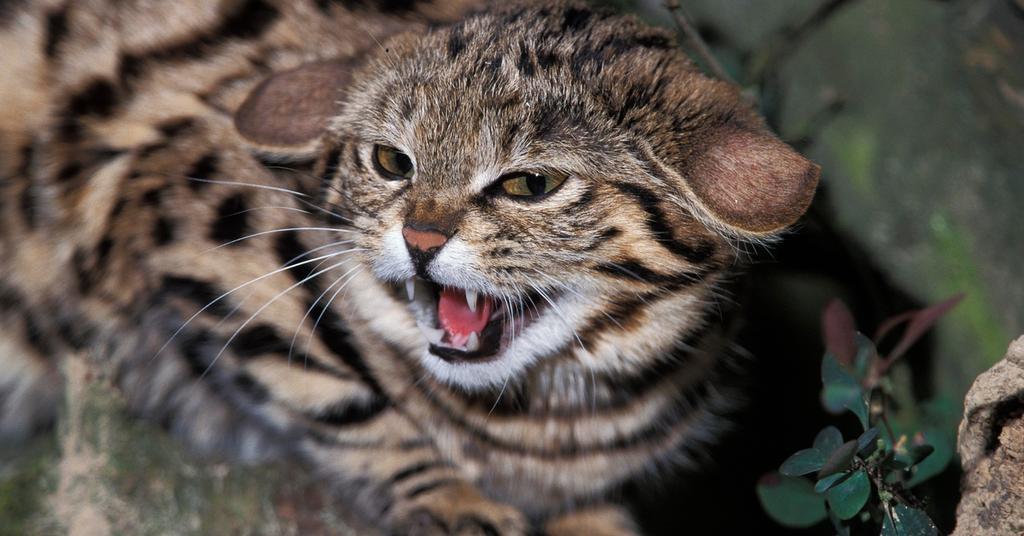 A BlackFooted Cat As a Pet? Experts Say You Not Buy These Cats