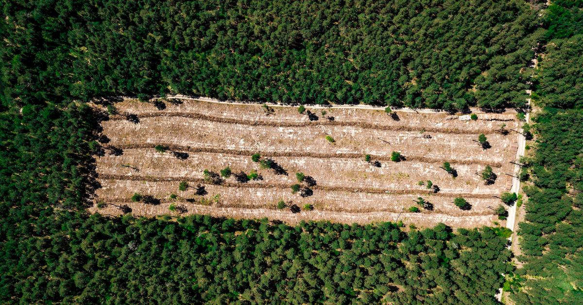 palm oil plantation