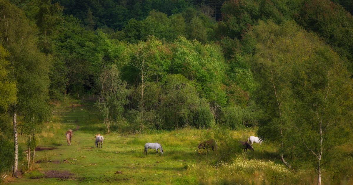 positive impact of organic farming on biodiversity