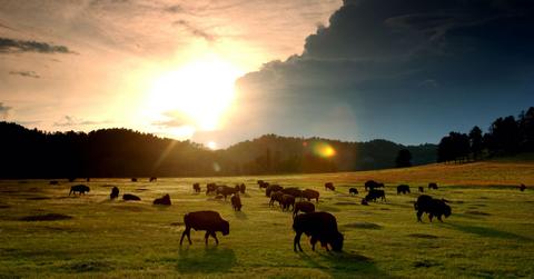 american bison buffalo
