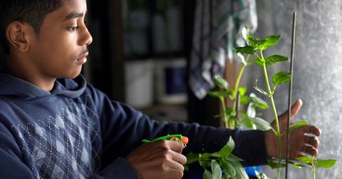 easiest vegetables to grow in pots