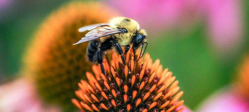 A bumblebee on a flower.