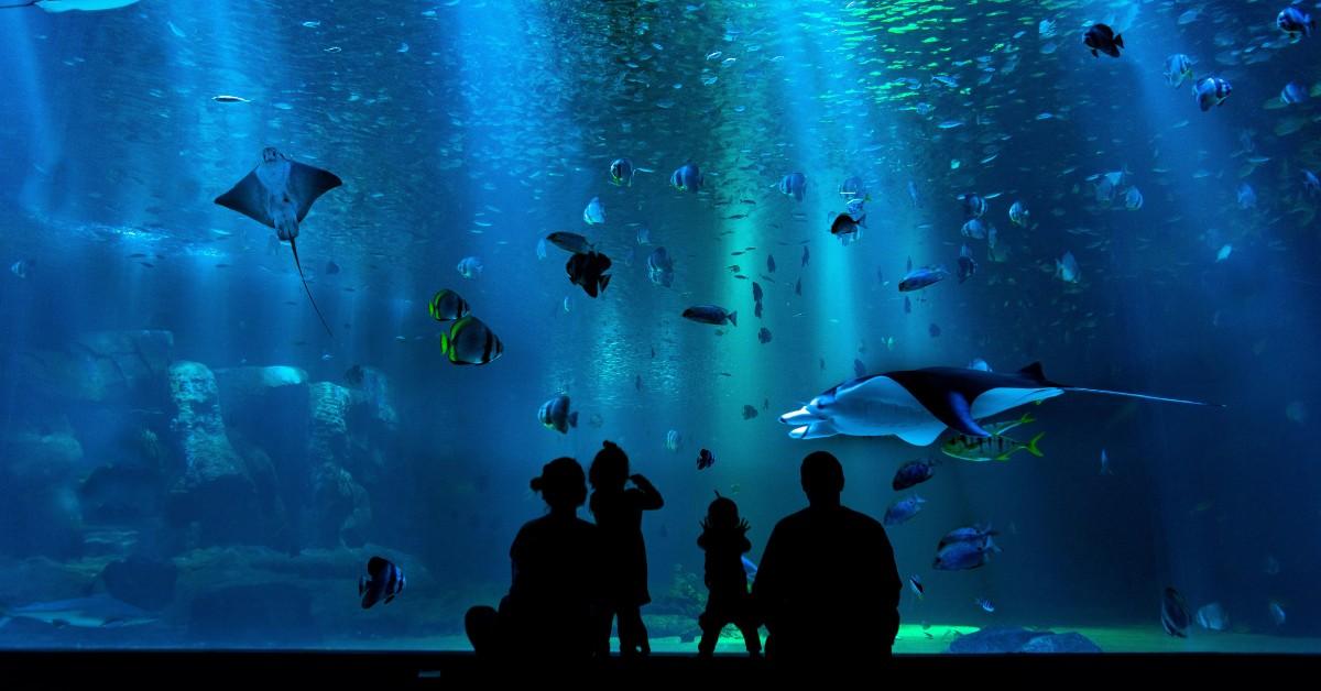 A family can be seen looking into a massive tank full of fish at an aquarium