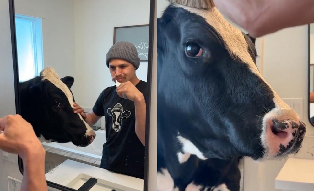 Elias and His Cow Bestie Are Captivating the Internet