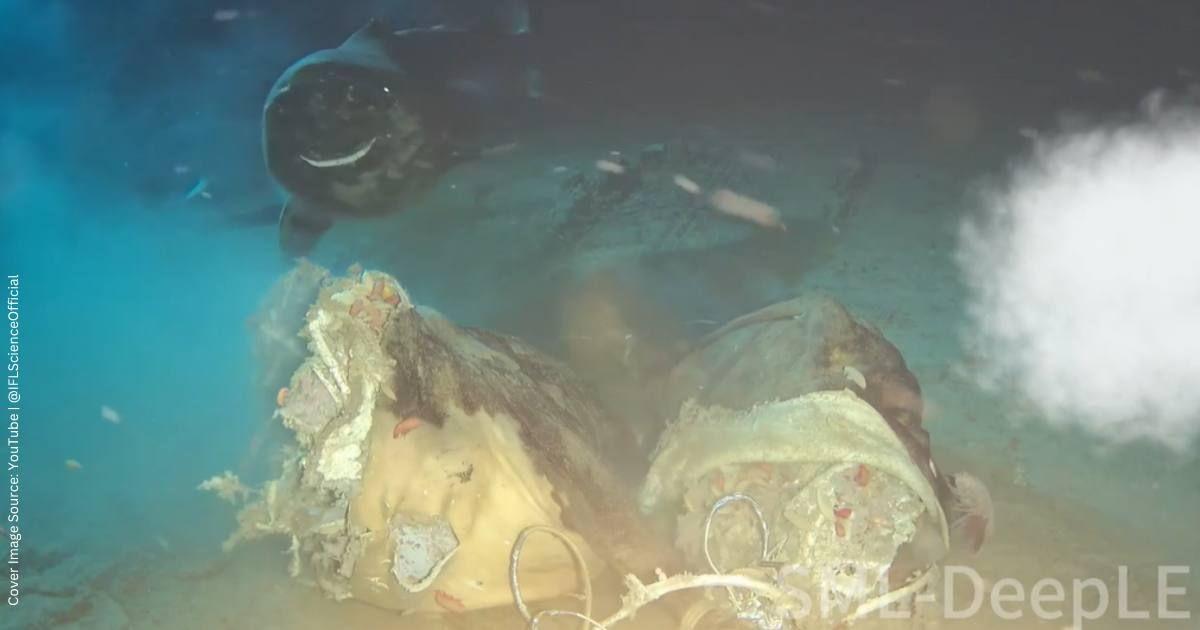 A deep-dwelling sleeper shark approaches the cow carcass. (Cover Image Source: YouTube | @IFLScienceOfficial)