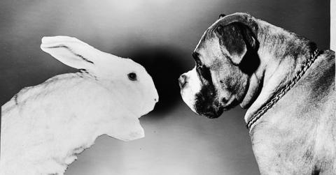 Are dogs color blind?