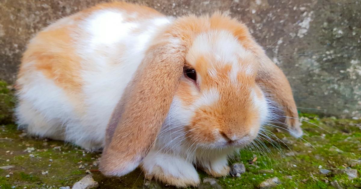 Virginia Is Banning Animal Testing for Cosmetics