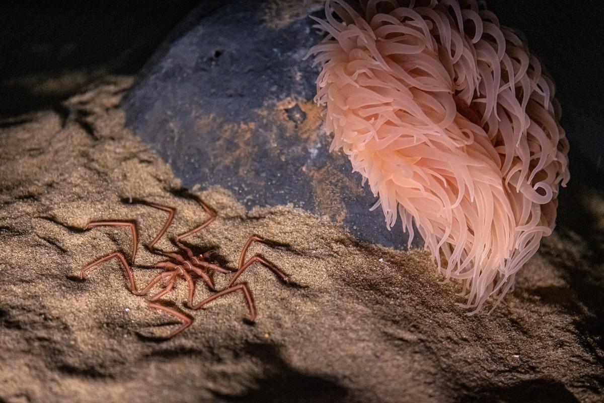 sea spider near an anemone