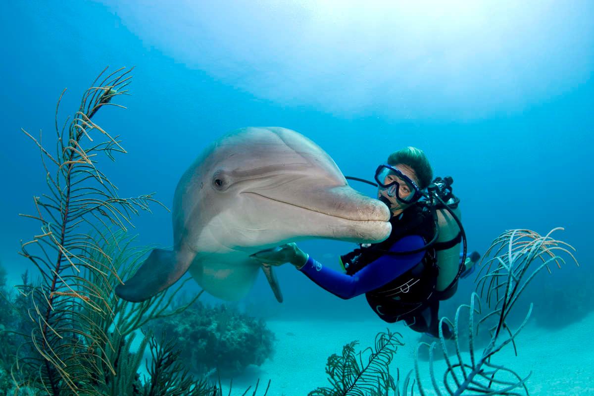 pn/fb ca ef ac bcdcad