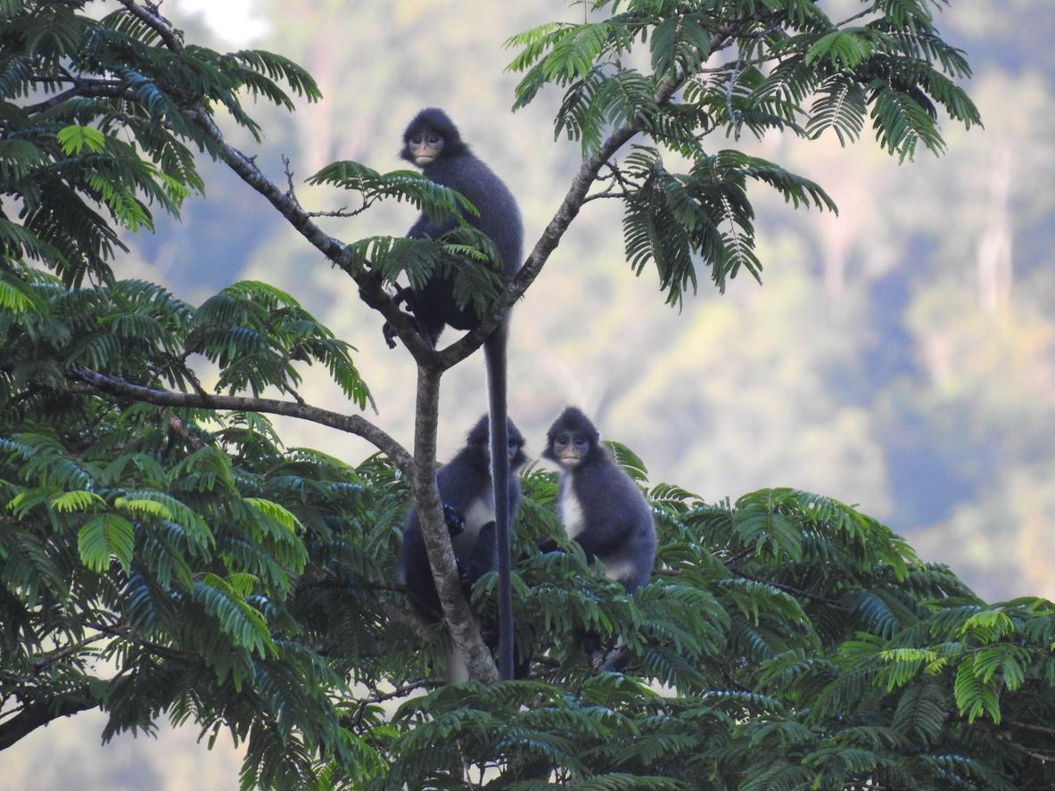 North Sumatran leaf monkeys are seen atop a tree.