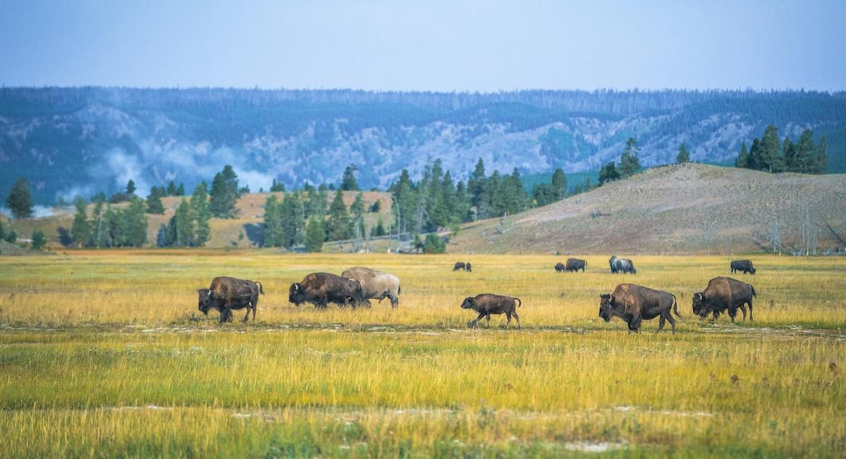 Bison Encounter Yellowstone
