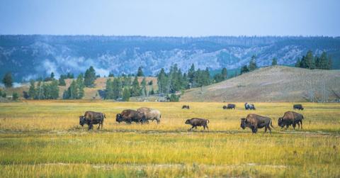 Bison Encounter Yellowstone