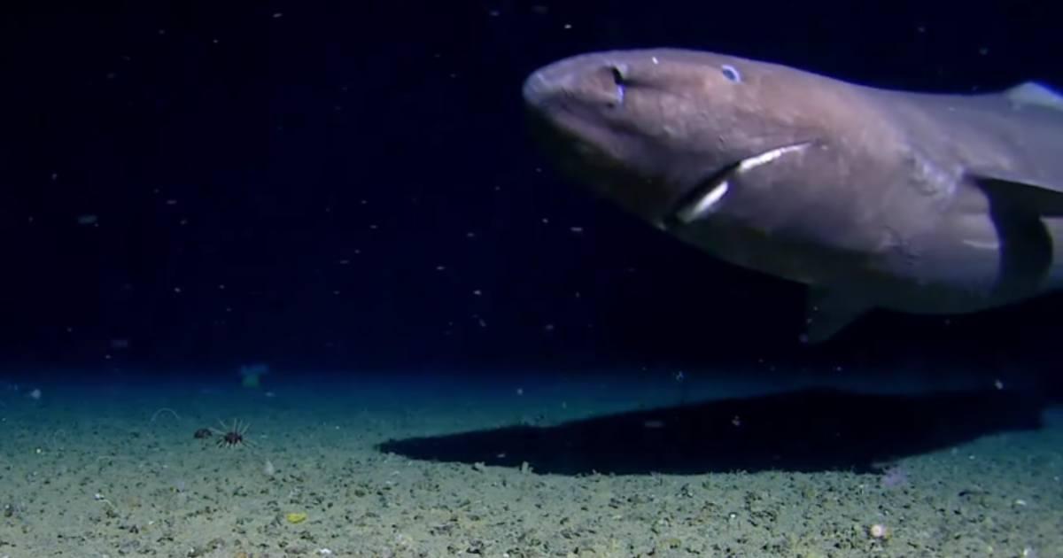 pn/addd b c beb fadaeeb