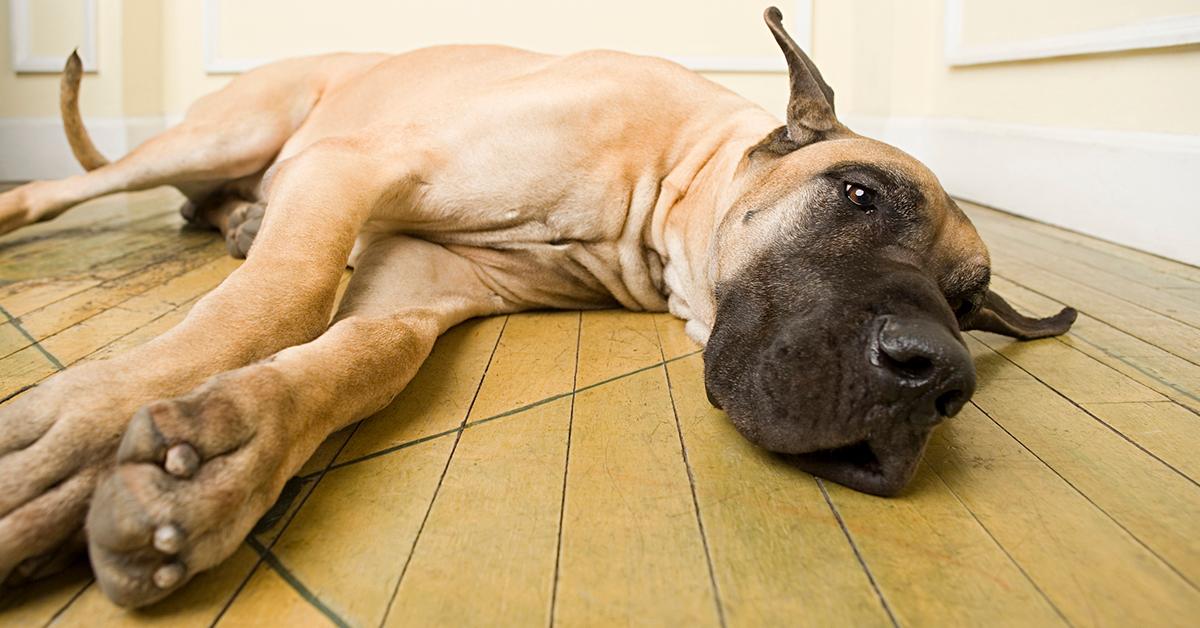 What happens if shop a puppy eats chocolate