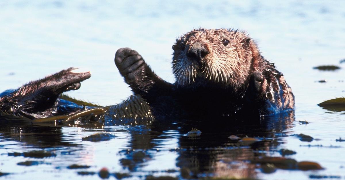 Sea otter floating in water on his back with seaweed in his paws.