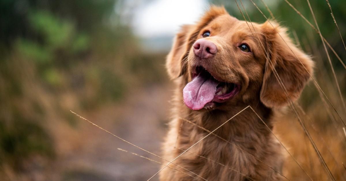 An tan colored dog sits with their tongue out while walking on a trail