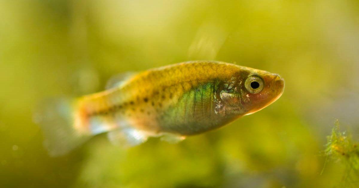 Close up of killifish underwater (Representative Image Source: Getty Images | Connect Images/Albert Lleal Moya)