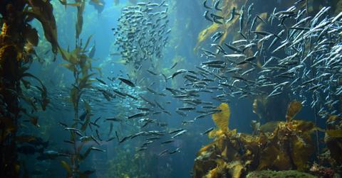 Global Warming Affects Fish