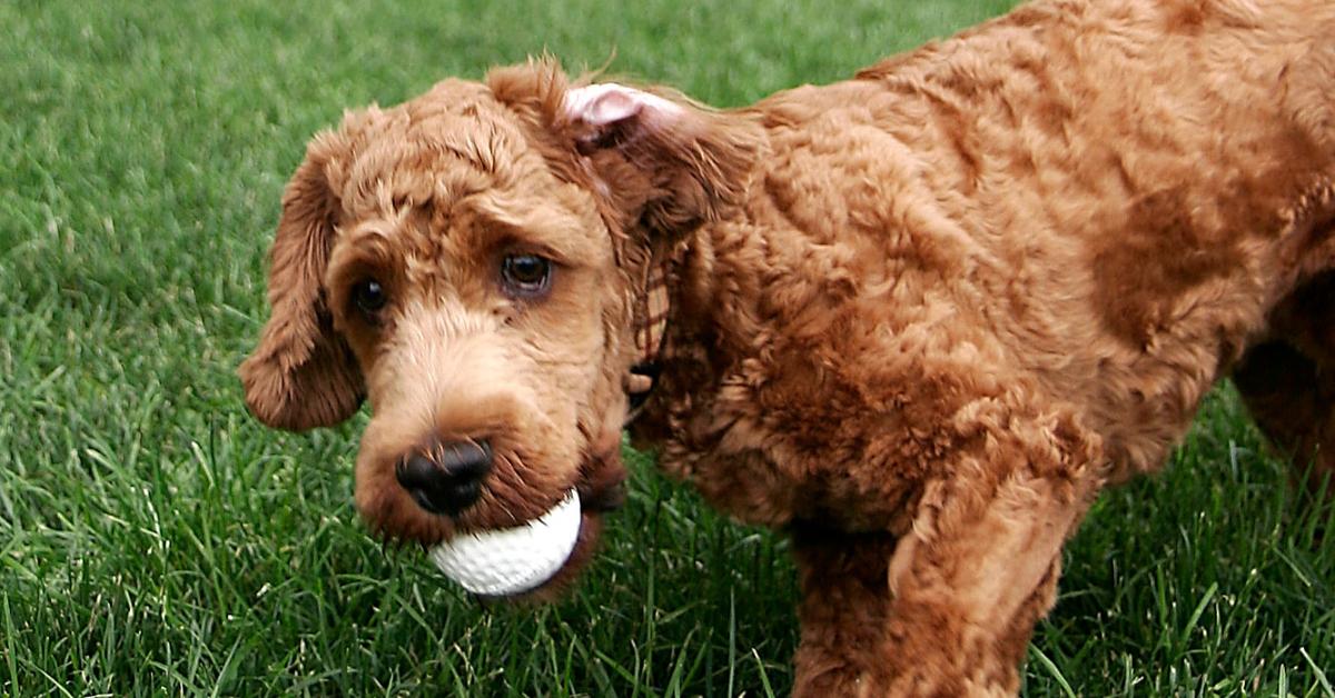 A cockapoo dog with a ball in its mouth. 