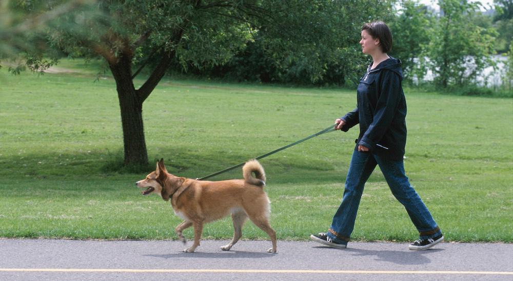 Why Are Retractable Leashes Bad? They Can Be Dangerous