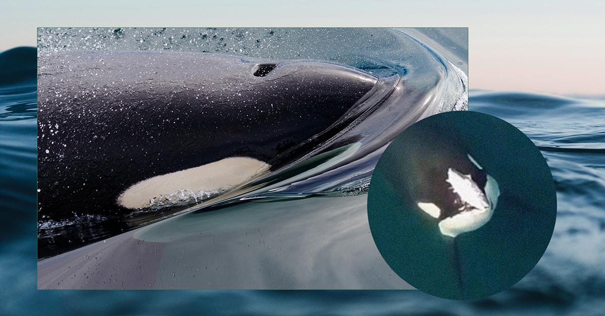 Photo of an orca with a salmon oh its head, photo of an orca swimming overlayed an ocean background.