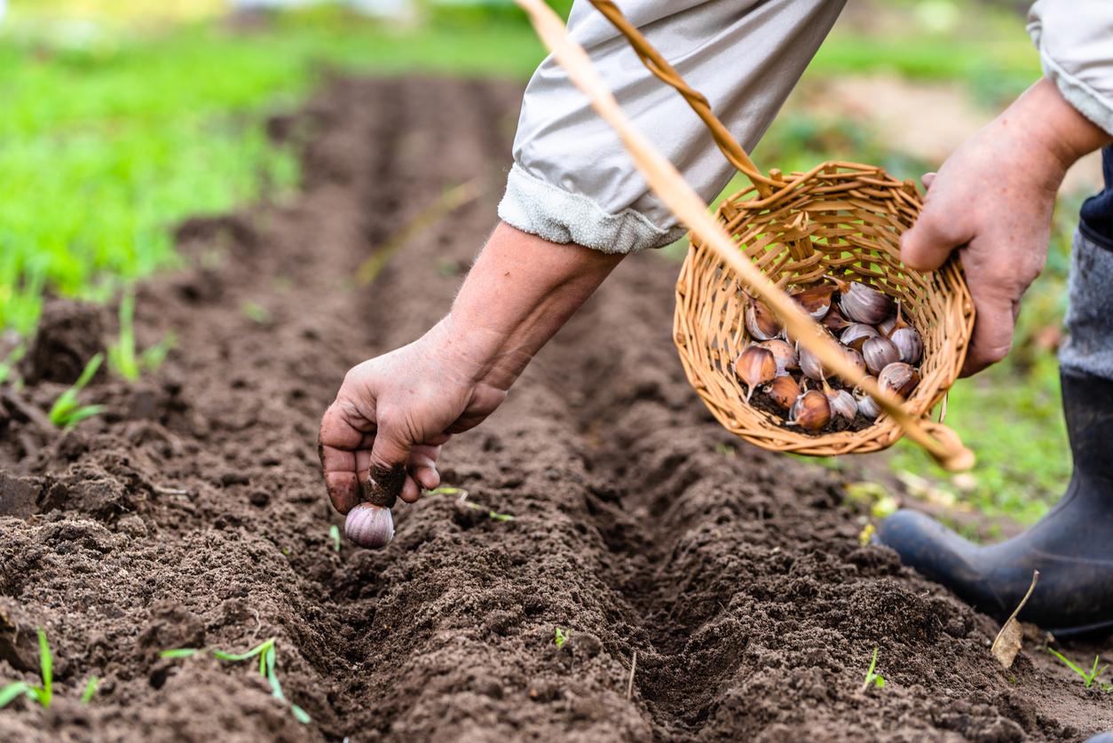 Farmer planting garlic in garden