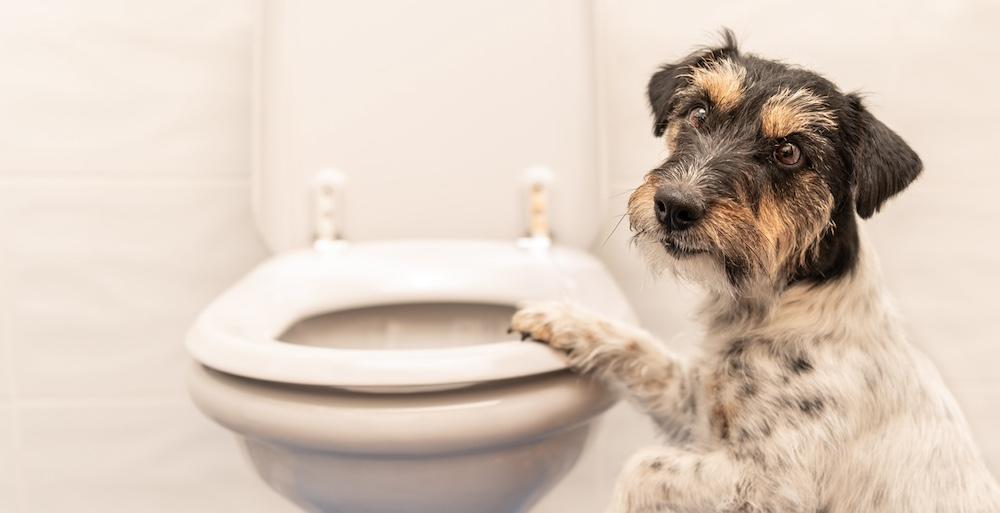 A terrier sitting on a bathroom toilet.