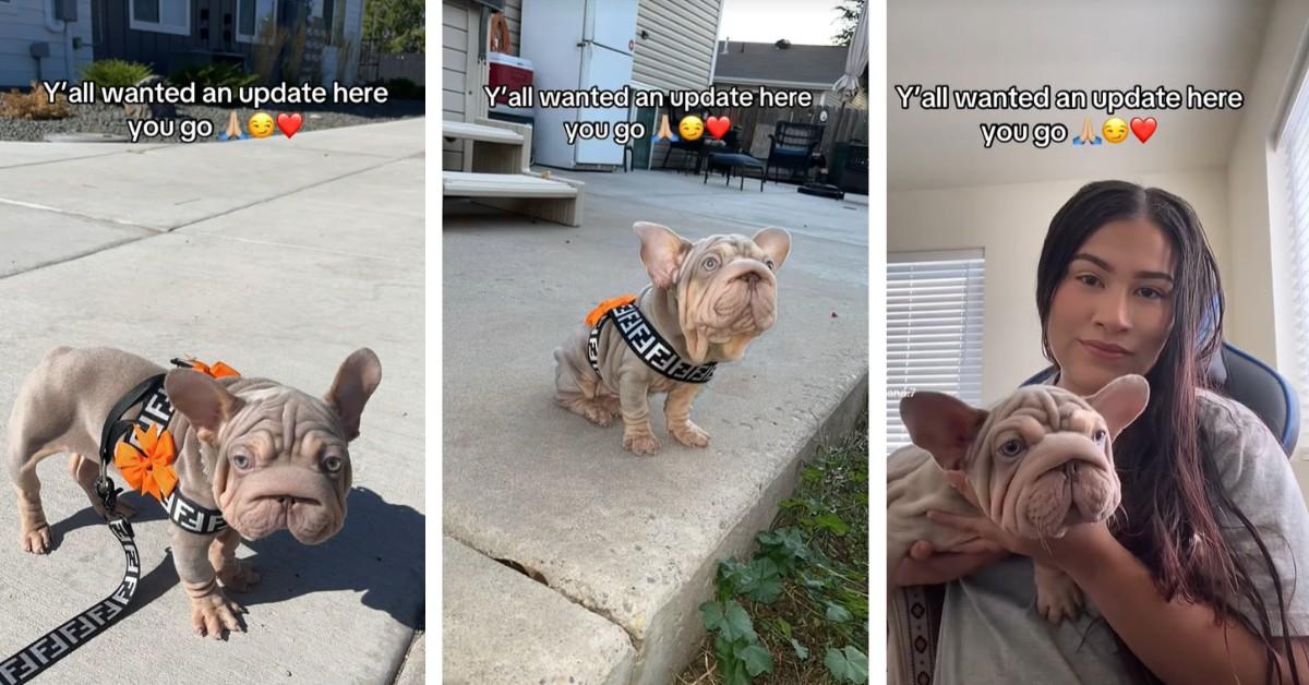 A Velvet Frenchie named Stormy is stirring up the internet 