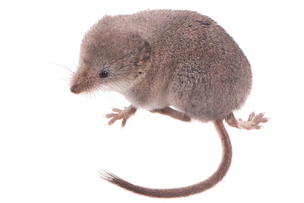 First photograph of the Mount Lyell shrew by three UC Berkeley students.