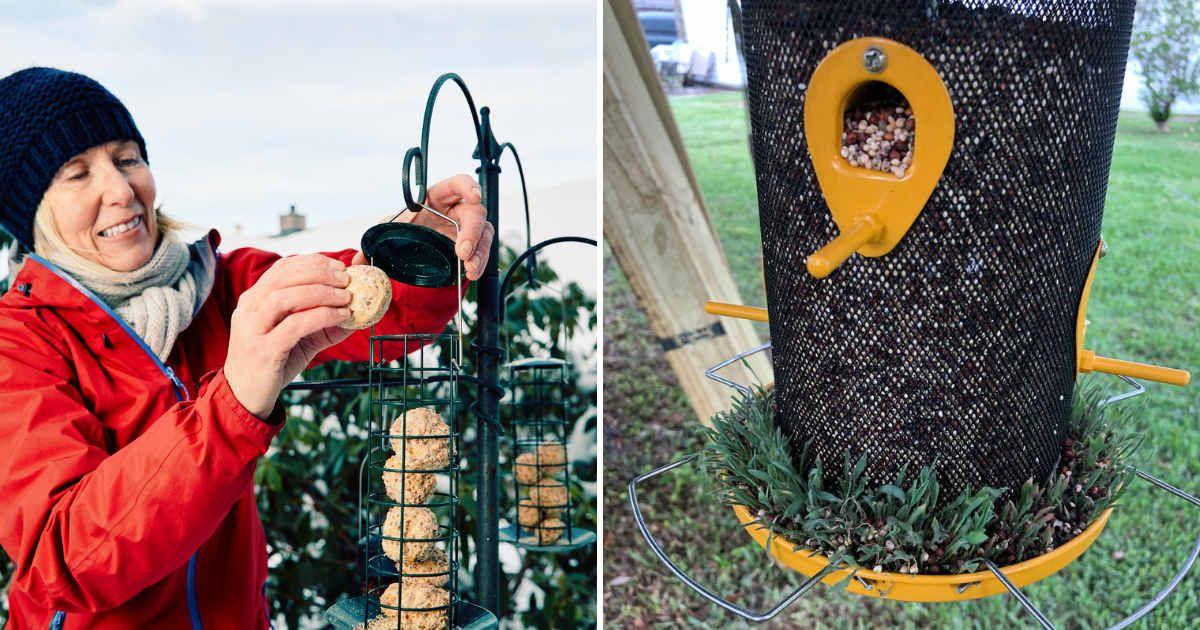 (L) Woman refilling her bird feeders with seed and suet balls. (Representative Cover Image Source: Getty Images | Peter Burnett) | (R) Little sprouted plants poking out of the feeder tray (Cover Image Source: Reddit | u/okayikes)