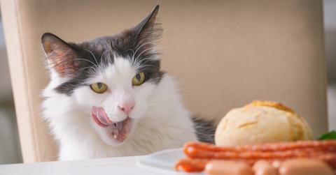 A black-and-white cat licks its lips while staring at a plate of bacon.