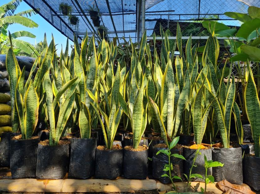 A series of potted snake plants are pictured together in a retail space with other plants surrounding them.