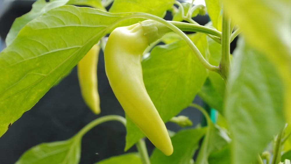 Growing banana peppers.