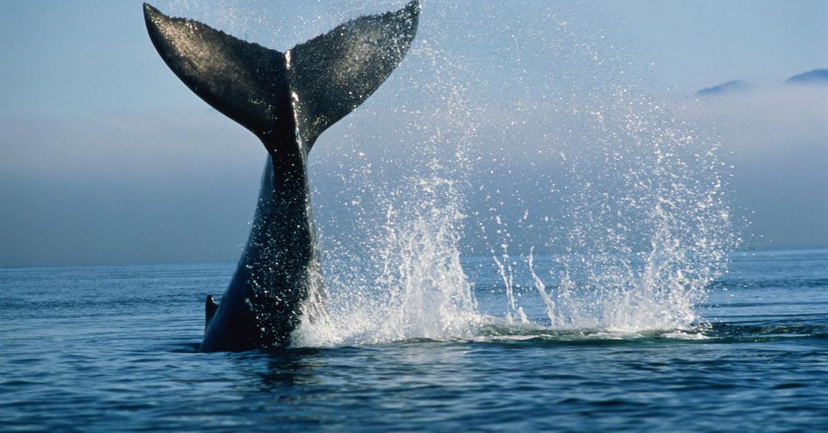 Observing World Whale Day 2023 Is Especially Important This Year